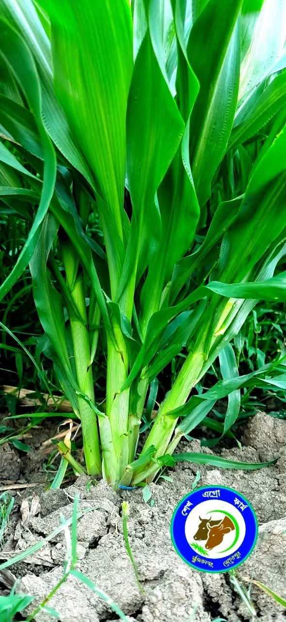বাজরা ঘাস