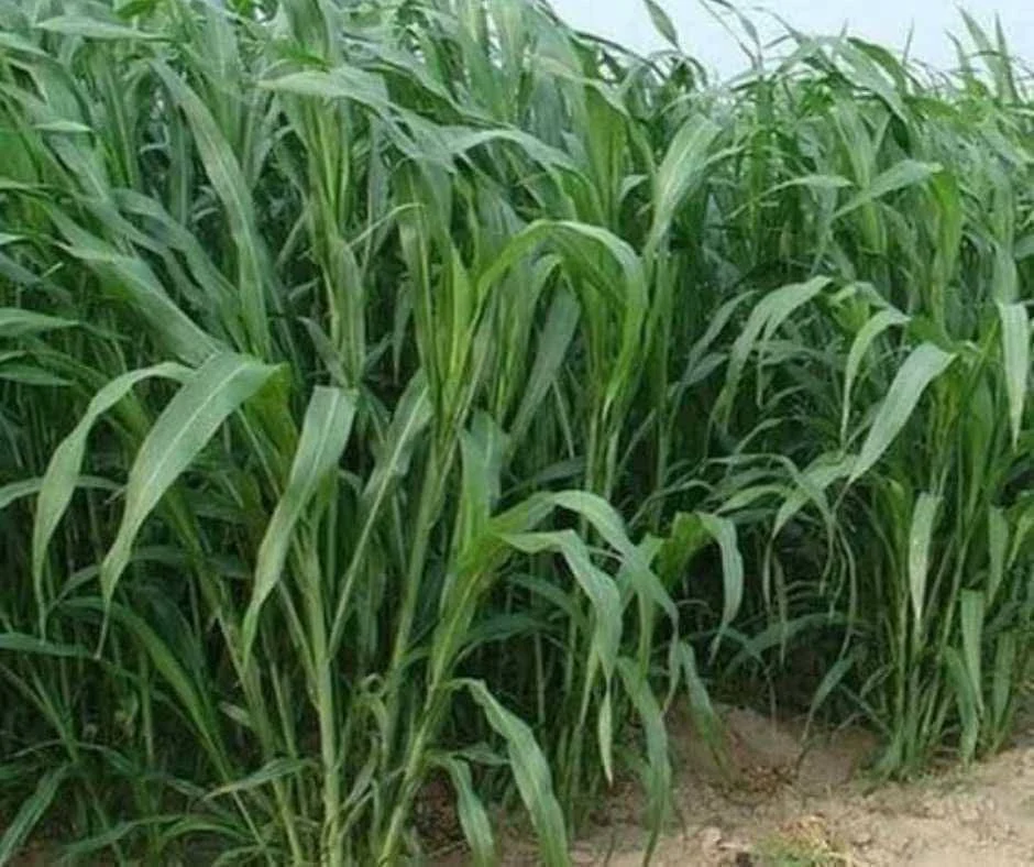 বাজরা ঘাস