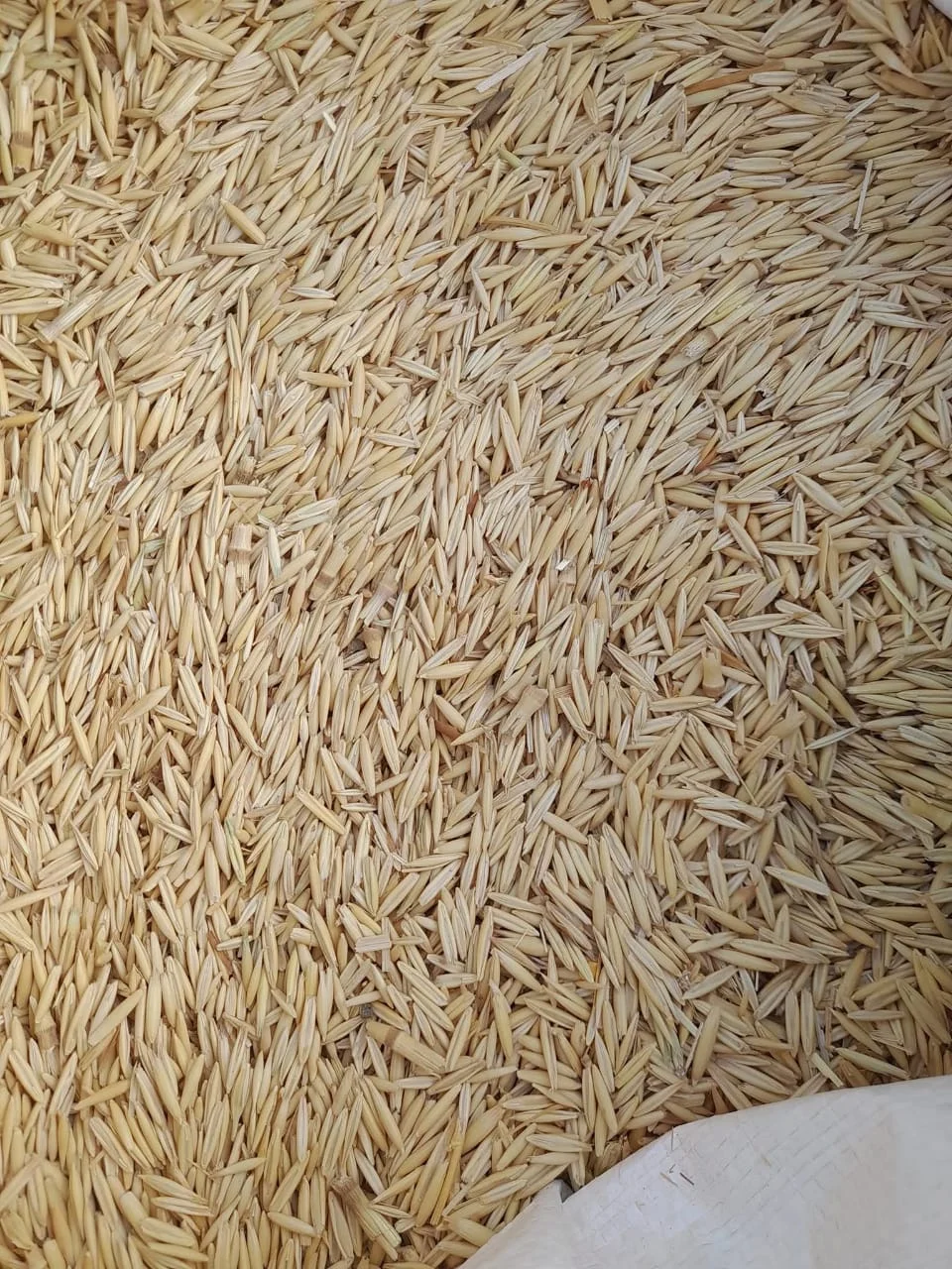 জুঁই ঘাস