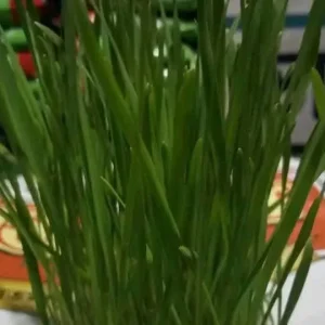 3 কেজি জুঁই ঘাসের বীজ