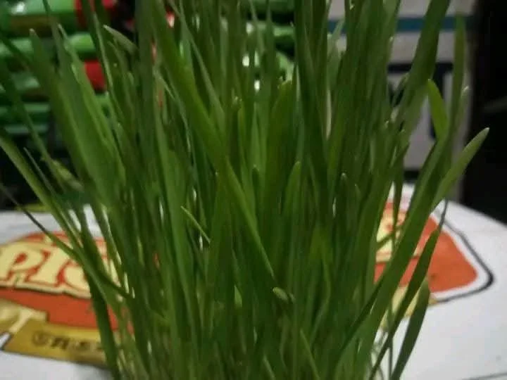 জুঁই ঘাস