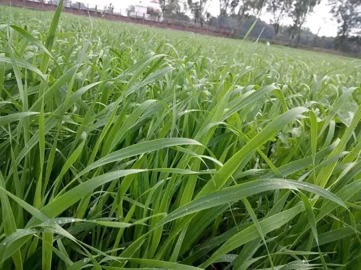 জুঁই ঘাস
